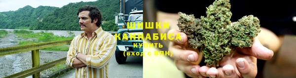 прущие грибы Абаза
